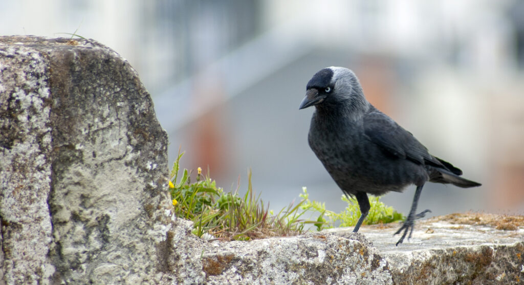 Oiseau noir aux yeux bleus - communication digitale
